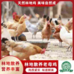 林地散养老母鸡1000g-上海