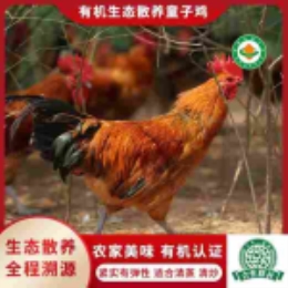 有机生态散养童子鸡900g-上海