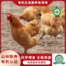 有机生态散养老母鸡1200g-上海