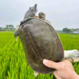 【现捕直发】原生态滋补鲜活配送鲜甲鱼-上海
