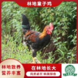 林地童子鸡750g-上海