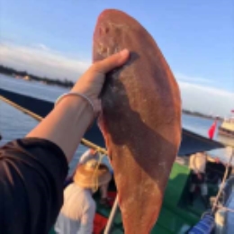 【现捕直发】海捕鲜少刺多肉龙利鱼600g-上海