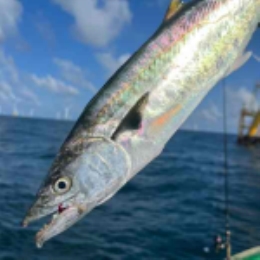 【现捕直发】海捕多脂肪马友鱼650g*2-上海