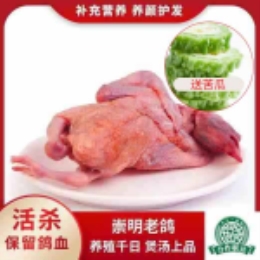 【周末买就送】买老鸽（送苦瓜400g）-上海