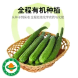 【买一赠一】刺黄瓜-上海