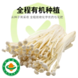 【鲜食菌菇】金针菇120g-上海