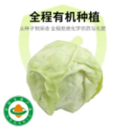 有机球形甘蓝500g-上海