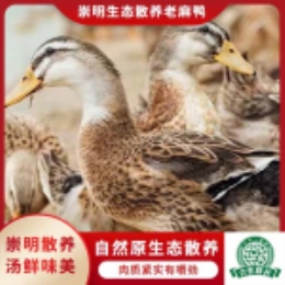 【崇明直供】生态散养老麻鸭-上海