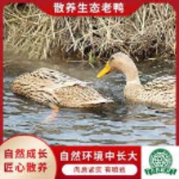 【老客必吃】生态老鸭1000g-上海