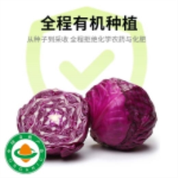 有机紫甘蓝500g-上海