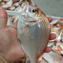 【现捕直发】新鲜海钓赤鯮鱼400g*3-上海
