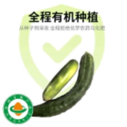【丑蔬菜】有机丑黄瓜2.5kg-上海