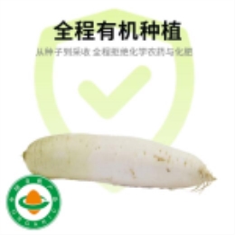 有机白萝卜（500g)-上海