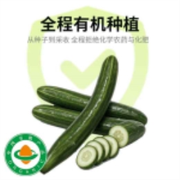 【粗】有机刺黄瓜-上海