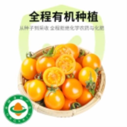 【巨好吃】传嘉宝番茄黄3号买三赠一-上海