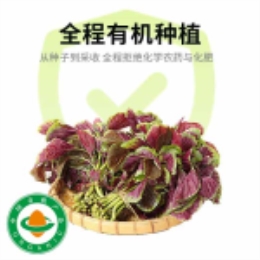 【当季鲜食】有机红米苋400g-上海