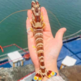 【现捕直发】野生海捕鲜斑节虾350g*2-上海
