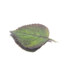 紫苏25g-上海
