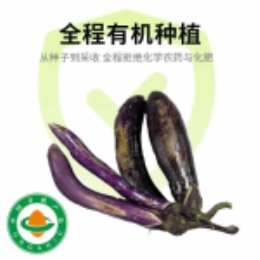 【丑蔬菜】花皮紫茄子400g-上海
