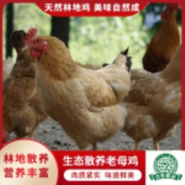 【崇明专供】生态散养老母鸡-上海