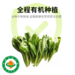 鸡毛菜400g-上海