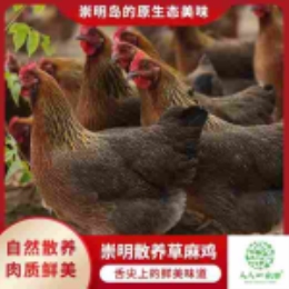 【崇明直供】生态散养草麻鸡-上海