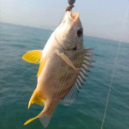 【现捕直发】海捕细嫩肉质黄翅鱼750g约2条-上海