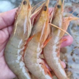 【现捕直发】野生海捕红虾250g*4-上海