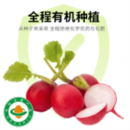 樱桃萝卜500g-上海