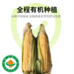 头茬水嫩水果玉米550g（带壳）-上海
