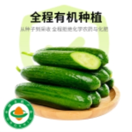 【买一赠一】水果黄瓜-上海